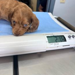 Kiwi - Dapple male Dachshund puppy in Lexington, Oklahoma from BooneDox Miniature Dachshunds