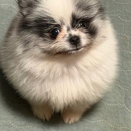 Briar - Blue merle female Pomeranian puppy in Sandia, Texas from Broken Arrow Poms