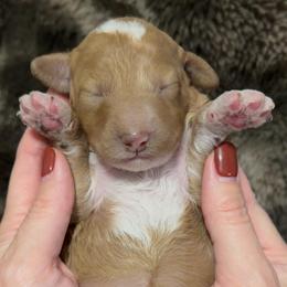 Honey Girl 3800Free Delivery - Apricot female Goldendoodle puppy in Mayfield, Utah from Ruff Country Doodles