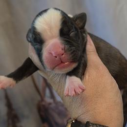 Boy fawn 4 - Fawn male Boxer puppy in Red Boiling Springs, Tennessee from Silver Rain