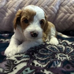 Curry - Red male Cavapoo puppy in Cedar City, Nevada from Puppy Maker