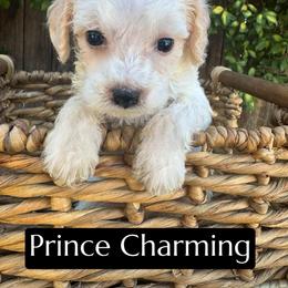 Prince Charming - Cream male Aussiedoodle puppy in Bakersfield, California from Annie's Aussies