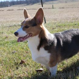 Juneau - Pembroke Welsh Corgi
