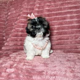 Dove - Tricolor female Shih Tzu puppy in Phoenix, Arizona from Spoiled ShihTzu LLC