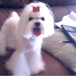 Maltese All Grown Up from RagTak Maltese