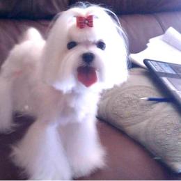 Maltese All Grown Up from RagTak Maltese