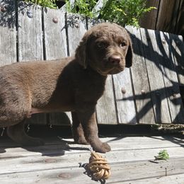Boy 6 - Chesapeake Bay Retriever puppy in Merlin, Oregon from Creekside Chesapeakes