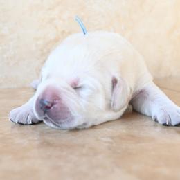 Mr. Light Blue - Yellow male Labrador Retriever puppy in Pasco, Washington from ROCK CREEK LABRADORS