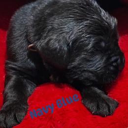Boy 1 - AKC Registered Navy Blue - Black male Newfoundland puppy in Marshall, Missouri from Majestic Gentle Giants