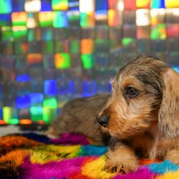 American Corgi, Dachshund, and Pembroke Welsh Corgi Puppies from Shining A Lowriders & Co.