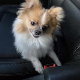 Pomeranian Puppies from Mary's Pomeranians