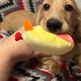 Han - Cream Dachshund puppy in Arp, Texas from Barksalot Dachshunds