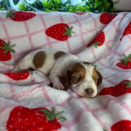 Lindsey - Piebald female Dachshund puppy in Lake City, Florida from My Ditzy Doxies of Florida
