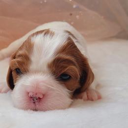 Girl 1 - Blenheim female Cavalier King Charles Spaniel puppy in Castorland, New York from Faithful Friends Cavaliers