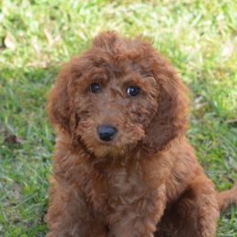 Robyn - Goldendoodle