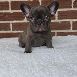 Girl 1 - Blue female French Bulldog puppy in Gloster, Mississippi from Donna's French Bulldogs