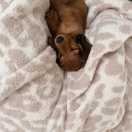 Dachshund Puppies from Cajun Pawfection