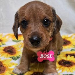 Rose-wirehair - Red female Dachshund puppy in Blair, Oklahoma from North Fork Doxies-Okla