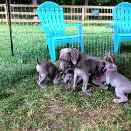 Weimaraner Puppies from Zauberhaft Weimaraners