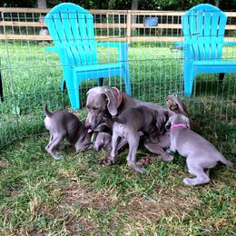 Weimaraner Puppies from Zauberhaft Weimaraners