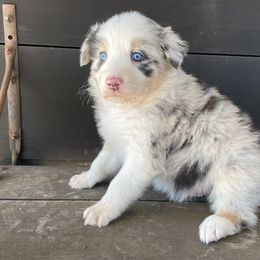 Boy 5 - Australian Shepherd puppy in Blum, Texas from 4P Poteet Farms