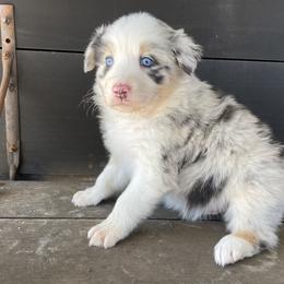 Boy 5 - Australian Shepherd puppy in Blum, Texas from 4P Poteet Farms