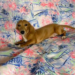 Monty's - Cream male Dachshund puppy in Lake City, Florida from My Ditzy Doxies of Florida