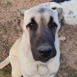 Brinks - Turkish Boz Shepherd