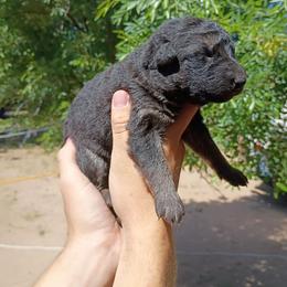 Girl 4 - Black and red female German Shepherd puppy in Cochise, Arizona from Freiheit Von Himmel  Shepherds