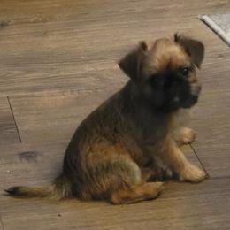 Brussels Griffon puppies from Fretwell's Fabulous Griffons