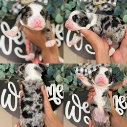 Shark girl - Merle female Assorted Doodle Crosses puppy in Yuciapa, California from AlltheDoodlez_