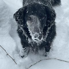 Flat-Coated Retriever All Grown Up from Shayna Flat-Coated Retrievers