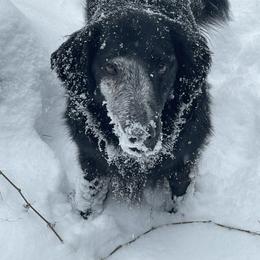 Flat-Coated Retriever All Grown Up from Shayna Flat-Coated Retrievers