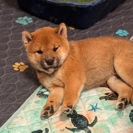 Hanabi - Red male Shiba Inu puppy in Marshall, Minnesota from Tobitatsu Shiba Inu