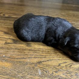 Girl 4 - Black tri-color Australian Shepherd puppy in Chino, California from RanchLand Aussies HC