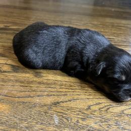 Girl 4 - Black tri-color Australian Shepherd puppy in Chino, California from RanchLand Aussies HC
