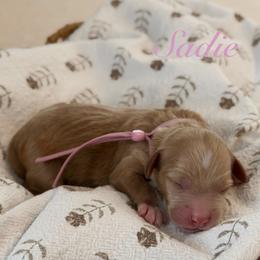 Sadie - Red  female Goldendoodle puppy in Blanchard, Oklahoma from Dream Doodles by Dondi