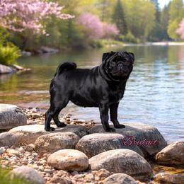 Bridget - Pug