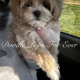 Goldendoodle, Maltipoo, and Yorkipoo Puppies from Doodle Pups Fur-Ever