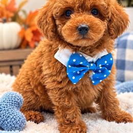 Rusty - Red  male Poodle puppy in Cooper City, Florida from Jenny La Bone