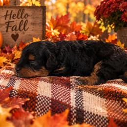Praline - Black and tan female Cavapoo puppy in Myrtle Beach, South Carolina from Colorful-K9'S