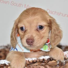 Cream dapple - Dapple male Dachshund puppy in Seminary, Mississippi from Down South Mavericks Dachshunds