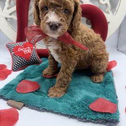 Skattebo - Red male Cavapoo puppy in Central, Arizona from Desert Valley Doodles