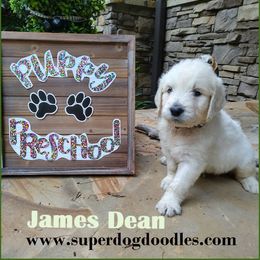 Goldendoodle Puppies from SUPERDog Doodles