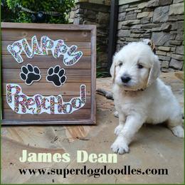 Goldendoodle Puppies from SUPERDog Doodles