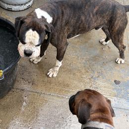 Roe - Boxer