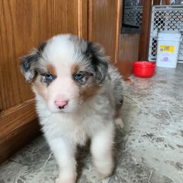 Australian Shepherd Puppies from Heartland Aussies