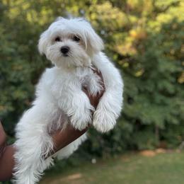 Cameron - White male Maltese puppy in Garner, North Carolina from House of Paws Heritage Nursery LLC.