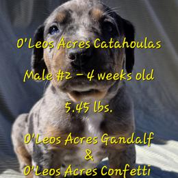 MALE -2 - Blue merle male Catahoula Leopard Dog puppy in Perry, Florida from O'Leos' Acres Catahoulas