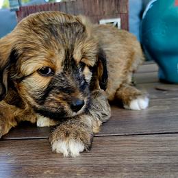 Junebug - Sable female Aussiedoodle puppy in Indiahoma, Oklahoma from Phamily Doodles